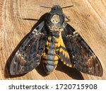 Image of a deaths head hawk moth adult, a large moth species known to regularly visit beehives