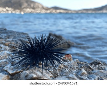 The image depicts a black sea urchin resting on a rocky shore. The foreground is dominated by the urchin, whose dark, needle-like spines stand out against the lighter, textured surface of the rocks.  - Powered by Shutterstock