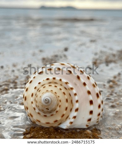 Similar – Strandspaziergang Farbfoto