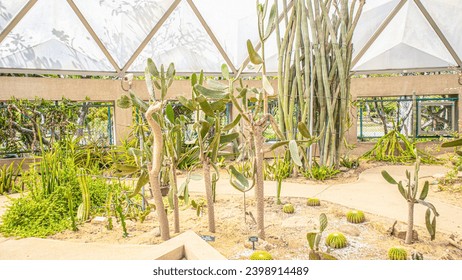 The image depicts an indoor botanical setting, specifically a cactus garden housed within a greenhouse with geometric translucent roofing that allows for ample sunlight. The roof's triangular panels c - Powered by Shutterstock