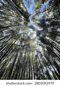 The image image.png depicts a low-angle, upward-looking view within a dense bamboo forest, characterized by towering vertical stalks that converge toward the sky and are interspersed with sunlight filtering through the canopy. #bamboo
#bamboo forests 
#nature 
#holiday
#bamboo trees
#outdoor
#adventures
