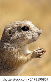 The image depicts a small, light brown rodent, likely a ground squirrel, sitting on grass and eating something with its front paws. The background is blurred, focusing on the animal.