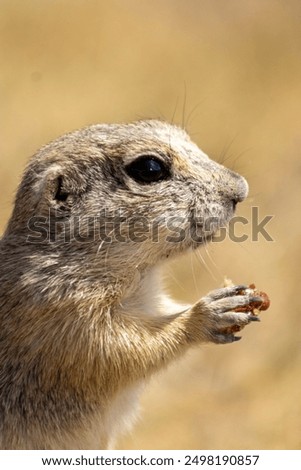 The image depicts a small, light brown rodent, likely a ground squirrel, sitting on grass and eating something with its front paws. The background is blurred, focusing on the animal.