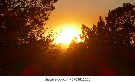 The image depicts a tranquil pine forest landscape at sunset. The sun is setting behind the silhouetted pine trees, casting a warm, golden glow across the scene. The trees are surrounded by a hazy, at