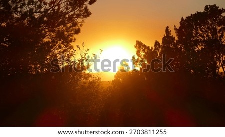 The image depicts a tranquil pine forest landscape at sunset. The sun is setting behind the silhouetted pine trees, casting a warm, golden glow across the scene. The trees are surrounded by a hazy, at