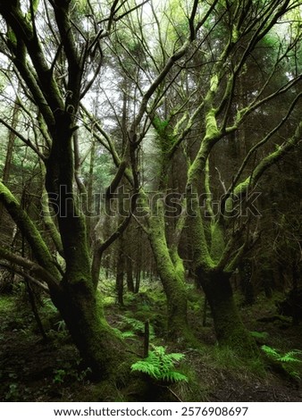 Similar – Image, Stock Photo Canopy of many trees from frog perspective, wide angle