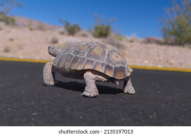 1,831 Death valley wildlife Images, Stock Photos & Vectors | Shutterstock