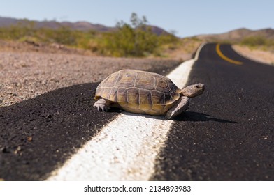 1,831 Death valley wildlife Images, Stock Photos & Vectors | Shutterstock