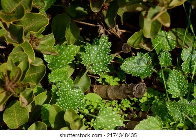 Image Of Details Of Nature, Mushrooms, Ferns, Native Flora, Warm Colors, Green With Natural Light