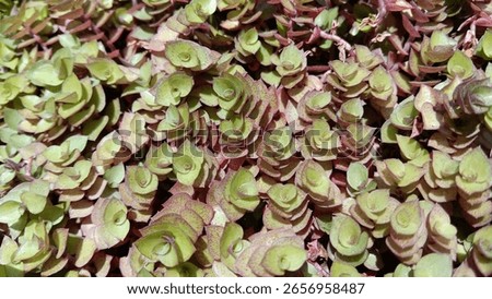 The image displays a close-up of a dense ground cover plant with numerous small, roundish leaves. The leaves are predominantly light green.