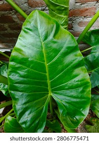 The image displays a close-up, top-down view of a large, vibrant green leaf from an Alocasia plant, commonly known as elephant ear. The leaf features a smooth, glossy texture with deep, well-defined veins branching out from the central midrib to the wavy margins. Its shape is broadly arrow-like or heart-shaped, split at the base where it attaches to the thick green stem. In the blurred background, rough reddish-brown brick walls and other overlapping large green leaves are visible, indicating an outdoor or garden setting.