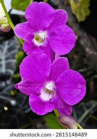 The image displays a close-up view of two vibrant purple orchids. The petals are broad and rounded, with delicate textures. Each orchid features a white and yellow center, detailed with intricate purple veining. A bud is visible at the bottom, and the background is softly blurred, showing hints of green foliage and dark, shadowy elements, which helps the purple flowers stand out.