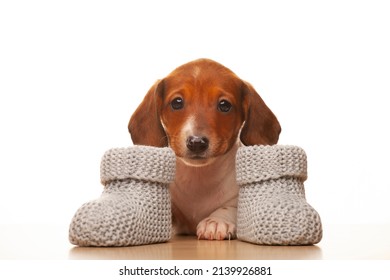 Image Of Dog Baby Socks White Background 