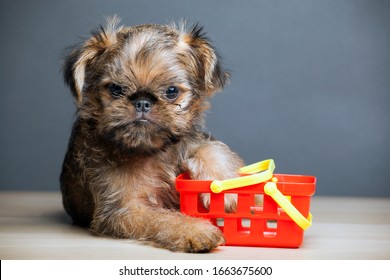 Image Of Dog Basket Table 