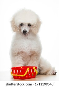 Image Of Dog Basket White Background