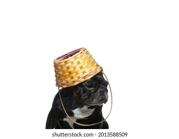 Image Of Dog Basket White Background