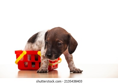 Image Of Dog Basket White Background 