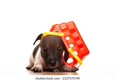 Image Of Dog Basket White Background 