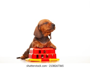 Image Of Dog Basket White Background 