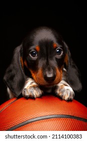 Image Of Dog Basketball Dark Background 