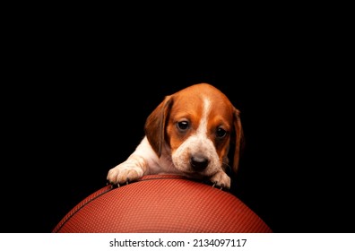 Image Of Dog Basketball Dark Background 