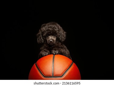 Image Of Dog Basketball Dark Background 