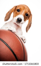 Image Of Dog Basketball White Background 