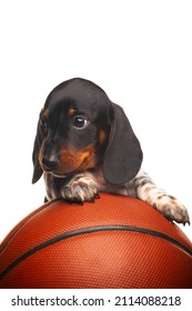 Image Of Dog Basketball White Background 