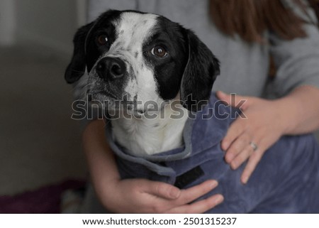 Image of a dog being dried using a dog towel after a bath. The dog is looking up towards the camera. 