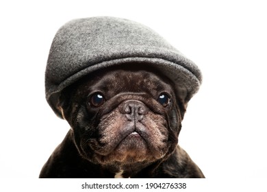 image of dog cap white background 