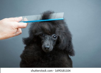 Image Of Dog Hairbrush Hand