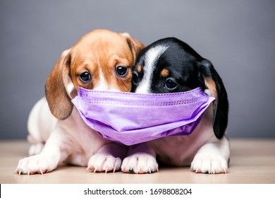 Image Of Dog Mask Dark Background 