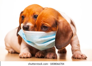 Image Of Dog Mask White Background 