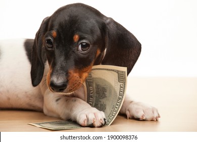 image of dog money white background