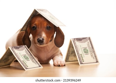 Image Of Dog Money White Background 