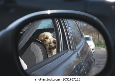 Image of dog on the back seat. Travelling with dog safety concept. Dog in the car. Selective focus on front seat with blurred dog in the background.