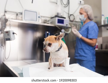Image of dog on the operating table and doctor in a veterinary clinic