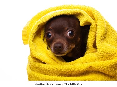 Image Of Dog Towel White Background 