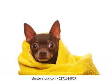 Image Of Dog Towel White Background 