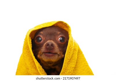 Image Of Dog Towel White Background 