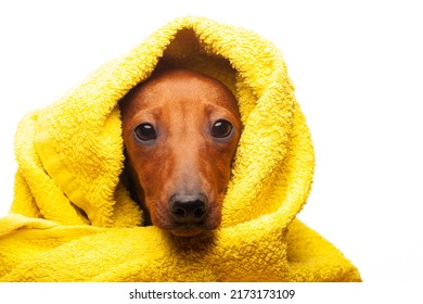 Image Of Dog Towel White Background