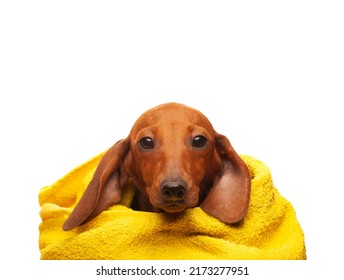 Image Of Dog Towel White Background