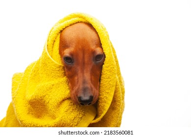 Image Of Dog Towel White Background