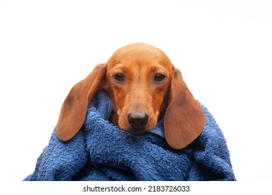 Image Of Dog Towel White Background