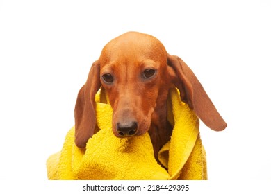 Image Of Dog Towel White Background