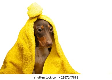 Image Of Dog Towel White Background