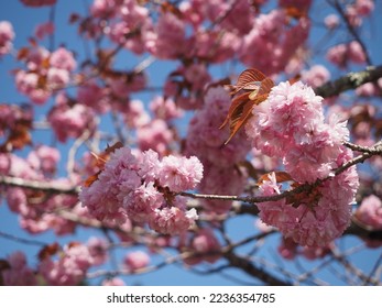 Image of double cherry blossom in Japan - Shutterstock ID 2236354785