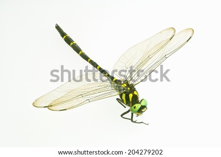 An Image of A Dragon Fly