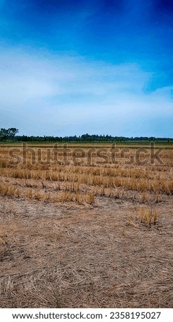 Image of a dry rice field in Nong Chok subdistrict, Tha Yang district, Phetchaburi province, Thailand