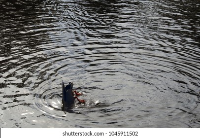 Image Of A Duck Head Down Under The Water, With His Feet Out, Kicking To Stay Afloat.